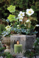 garden decoration in winter with helleborus niger and candle