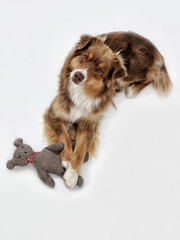 Ein Australien Shepherd Hütehund hält seinen Stoffteddy zwischen den Pfoten und blickt von unten in die Kamera, Aufsicht, Studio, Hintergrund weiß