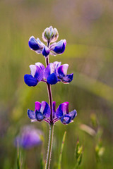 Lupine Alpineglow
