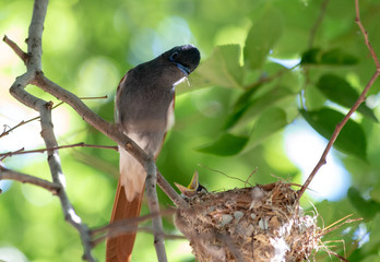 African paradise flycatcher feeding a chick