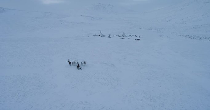 Taking video from the top with drone , man ride together with reindeers on the sleigh in the middle of Arctic. shot on red epic. slow motions .4k