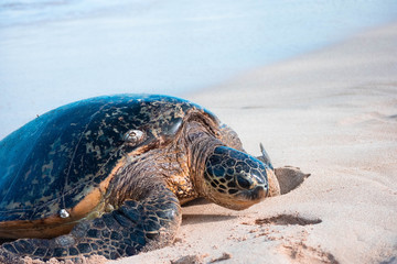 Turtle Hawaii
