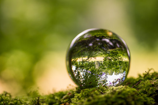 Glaskugel im Wald