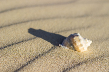 shell on white sand