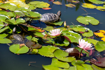 two turtles in the pond