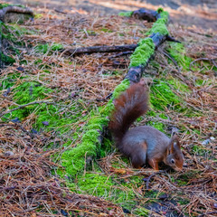 Red Squirrel in the pine forest