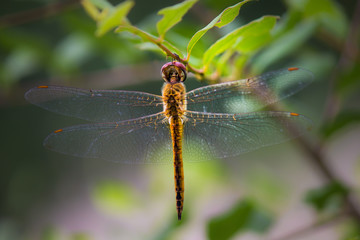 A Dragonfly hanging on to the stem of a plant