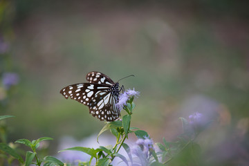 The blue spotted milkweed butterfly sitting on the flower plants in a nice green background