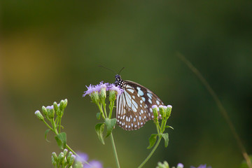 The blue spotted milkweed butterfly sitting on the flower plants in a nice green background