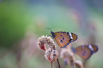 Beautiful Plain Tiger  butterfly sitting on the flower plant with a nice soft background in its natural habitat
