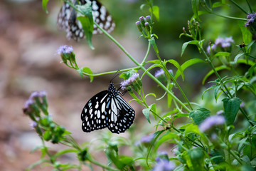The blue spotted milkweed butterfly sitting on the flower plants in a nice green background