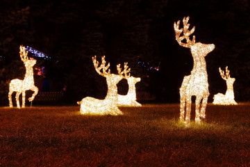 Family of Christmas reindeers (deer with lights) in the garden at night. Christmas decorations....