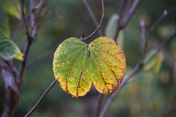 A leaf is an organ of a vascular plant and is the principal lateral appendage of the stem. The leaves and stem together form the shoot. Leaves are collectively referred to as foliage