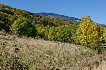Naklejka premium Colorful autumn landscape of yellow autumnal trees, coniferous and deciduous forest with glade in the Vitosha mountain, Bulgaria 