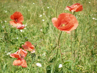  Red poppies