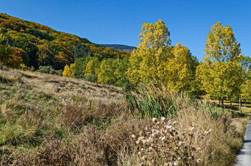 Colorful autumn landscape of yellow autumnal trees, coniferous and deciduous forest with glade in the Vitosha mountain, Bulgaria 