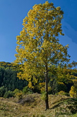 Fototapeta premium Colorful autumn landscape of yellow autumnal tree close up, coniferous and deciduous forest with glade in the Vitosha mountain, Bulgaria 