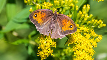 Macro of butterfly on flower
