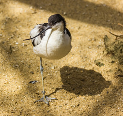 Standing avocet portrait