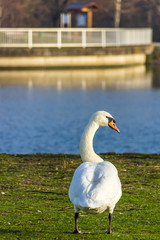 Swan standing on the grass