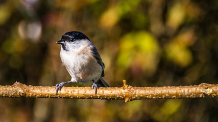 Marsh tit in our garden