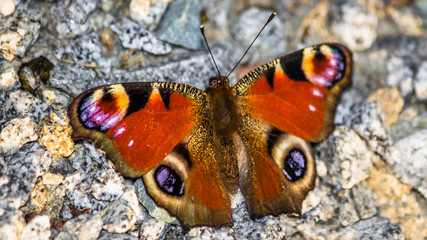 Macro of Peacock butterfly on the ground