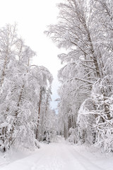 Snowy road through winter forest