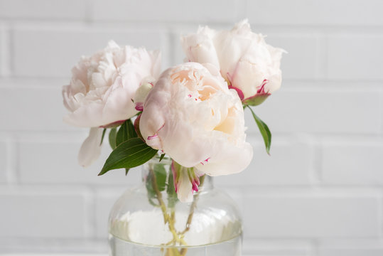 Closeup of pale pink peonies in glass vase against neutral wall (selective focus)