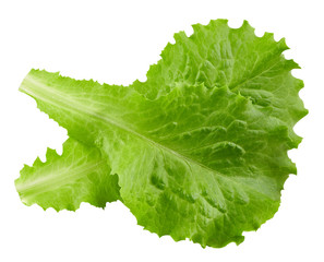 lettuce leaves Clipping Path