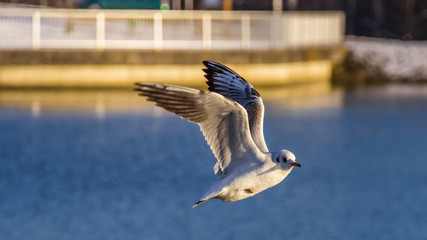 Gull in flight