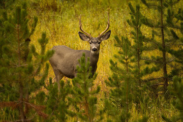 Mule Deer Buck