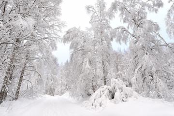 Snowy road through winter forest