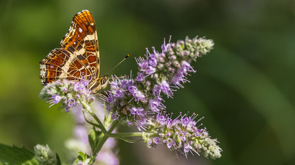 Macro of Map butterfly on flower