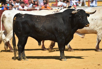 toro español