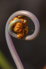Uluhe fern stem