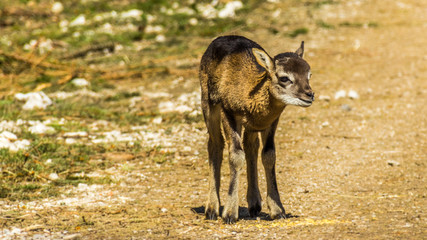 Naklejka premium Moufflon portrait in the wild