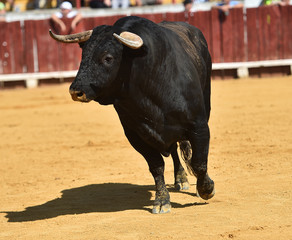 bull in spain