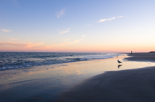 Seagull walks on the beach at Tybee Island Georgia at sunset