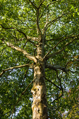 Large platanus tree.