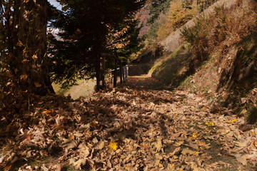 le foglie morte e il loro colore marrone a fine autunno lungo una stradina di montagna - 233806305