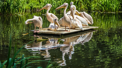 Pelicanes above water with reflections