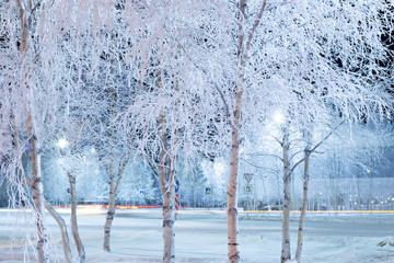 birch trees covered with hoarfrost in a city park at night