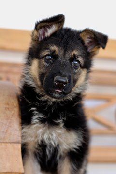 portrait of a dog