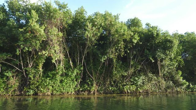Viewing edge of mangrove forest from boat in river. Quintana Roo, Mexico.