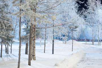 pines and birches covered with hoarfrost in a city park in winter