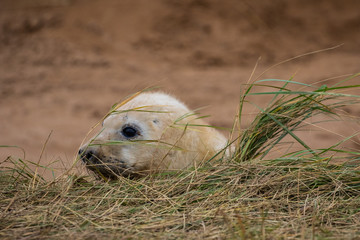 Fototapeta premium Grey Seal Pup on a beach