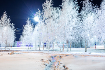 birch trees covered with hoarfrost in a city park in winter