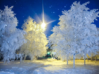 trees are white with hoarfrost in winter in the city in the evening lit by lanterns