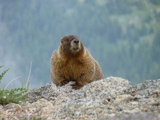 Naklejka na ściany i meble Yellow-bellied Marmot, Mount Evans, Colorado, USA
