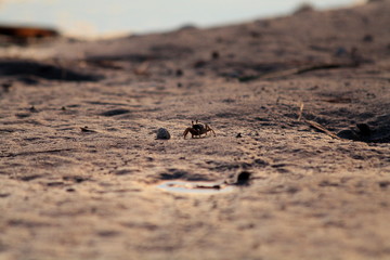 Beach crab